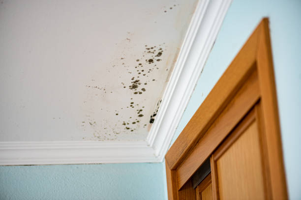 Best Commercial Mold Remediation in Williamson, WV